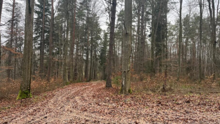 Działka położona przy samym lesie