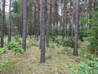 Lipy! Działka pod zabudowę jednorodzinną