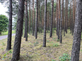 Lipy! Działka pod zabudowę jednorodzinną