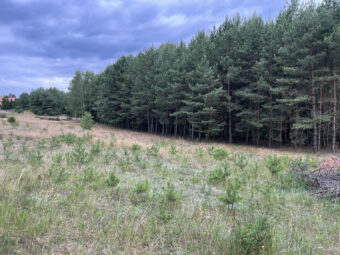 Lipy Działka na Kaszubach!