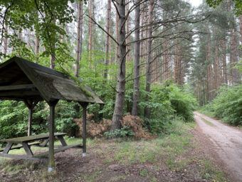 Lipy Działka na Kaszubach!