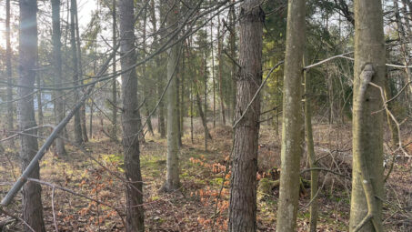 Działka w otoczeniu lasu dla pasjonatów przyrody