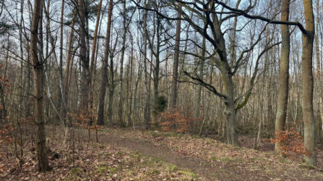 Działka w otoczeniu lasu dla pasjonatów przyrody