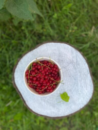 Działka ROD 312 m2 Rębiechowo