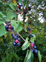 Działka ROD 312 m2 Rębiechowo