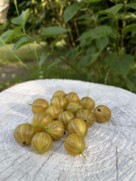 Działka ROD 312 m2 Rębiechowo