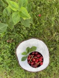 Działka ROD 312 m2 Rębiechowo