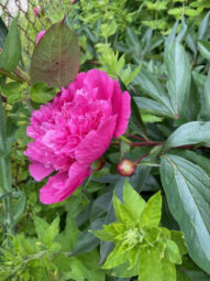 Działka ROD 312 m2 Rębiechowo