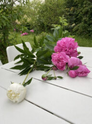 Działka ROD 312 m2 Rębiechowo