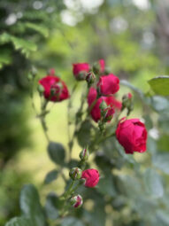 Działka ROD 312 m2 Rębiechowo