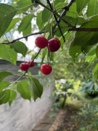 Działka ROD 312 m2 Rębiechowo