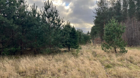 Działka z własnym zadrzewieniem- Skrzeszewo