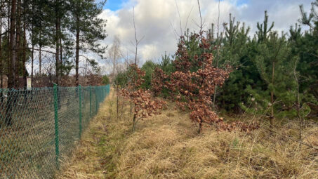 Działka z własnym zadrzewieniem- Skrzeszewo