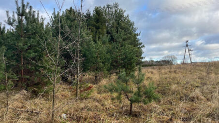 Działka z własnym zadrzewieniem- Skrzeszewo