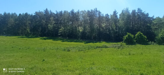 Zamieszkaj tam, gdzie las mówi „dzień dobry” NWP