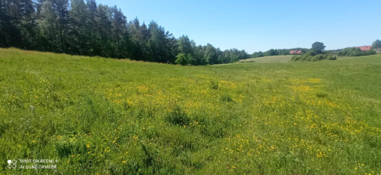 Zamieszkaj tam, gdzie las mówi „dzień dobry” NWP