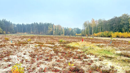 Malownicza działka na leśnej polanie
