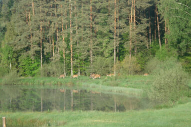 Siedlisko slow-life 2,63 ha pod Bytowem
