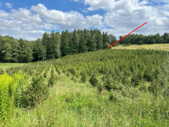 Działki na Kaszubach z granicą Lasu
