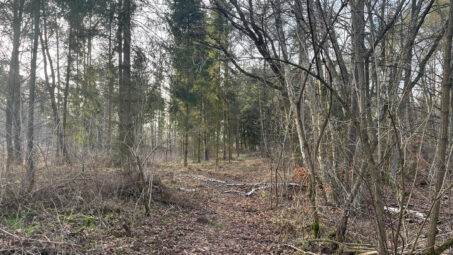 Otomin Działka w otoczeniu lasu