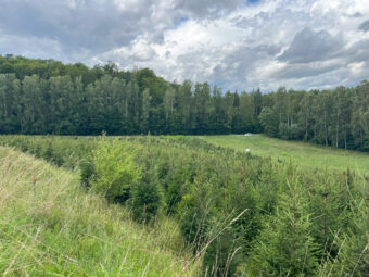 Działki na Kaszubach z granicą Lasu