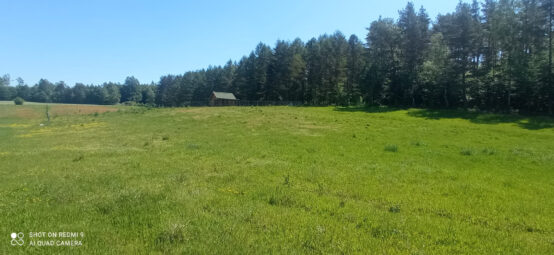 Zamieszkaj tam, gdzie las mówi „dzień dobry” NWP